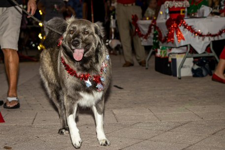 2022 Canine Pet Parade 55