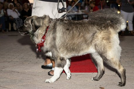 2022 Canine Pet Parade 56