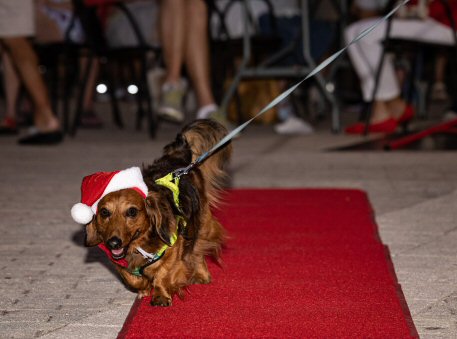 2022 Canine Pet Parade 58