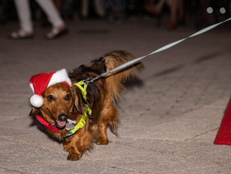 2022 Canine Pet Parade 60