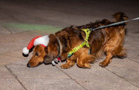 2022 Canine Pet Parade 61