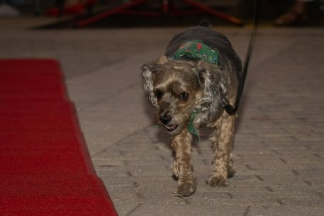 2022 Canine Pet Parade 63