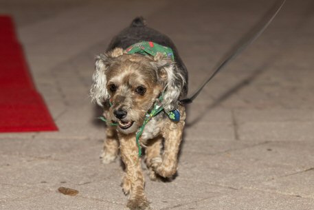 2022 Canine Pet Parade 64