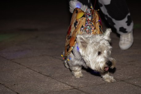 2022 Canine Pet Parade 71