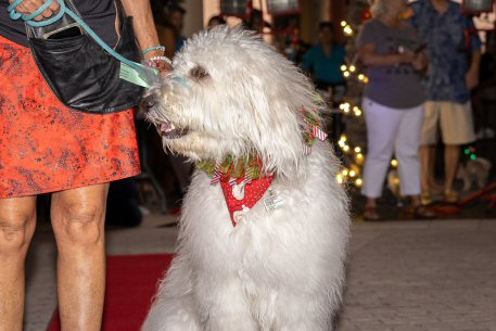 2022 Canine Pet Parade 85