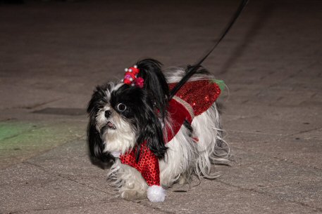 2022 Canine Pet Parade 89