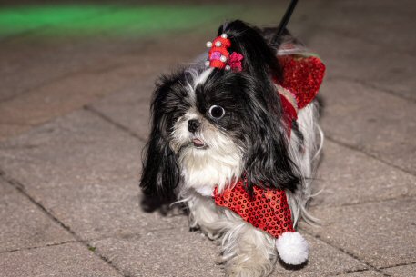 2022 Canine Pet Parade 90