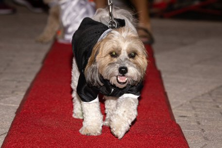 2022 Canine Pet Parade 96