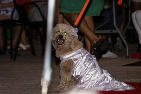 2022 Canine Pet Parade 97