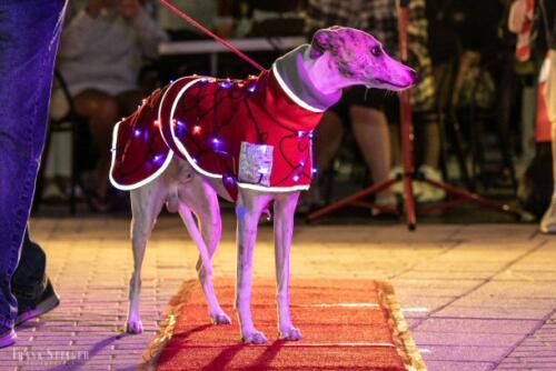 Canine Pet Parade 2023 103