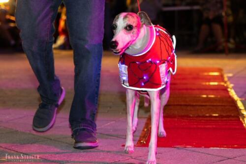 Canine Pet Parade 2023 104