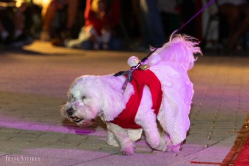 Canine Pet Parade 2023 107
