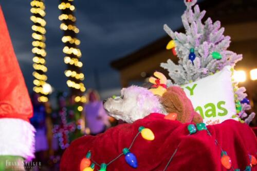 Canine Pet Parade 2023 124