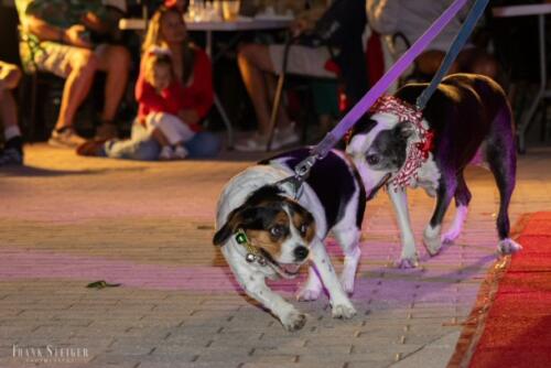 Canine Pet Parade 2023 126