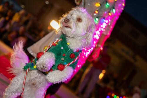 Canine Pet Parade 2023 152