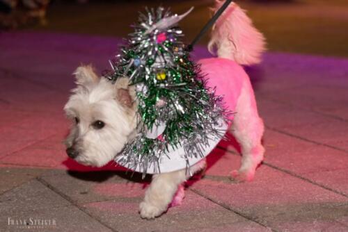 Canine Pet Parade 2023 156