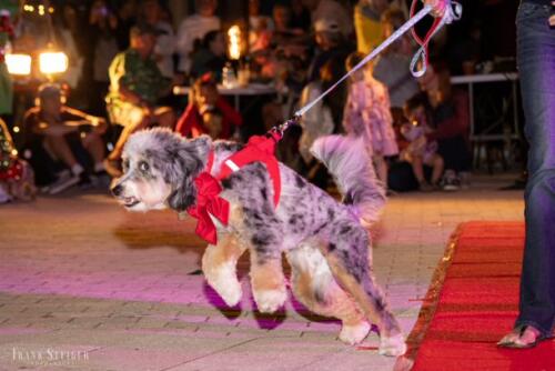 Canine Pet Parade 2023 161