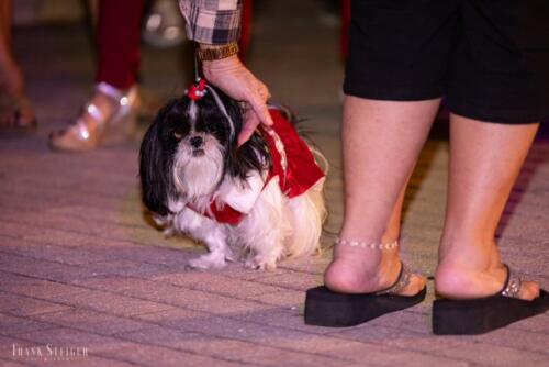 Canine Pet Parade 2023 176