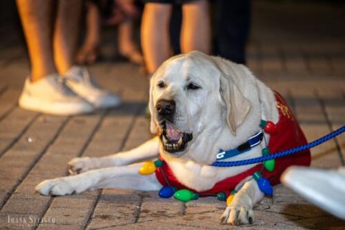 Canine Pet Parade 2023 199