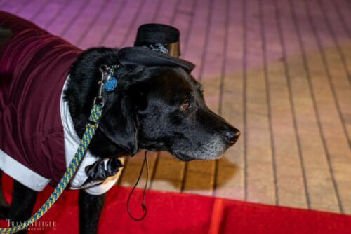 Canine Pet Parade 2023 217