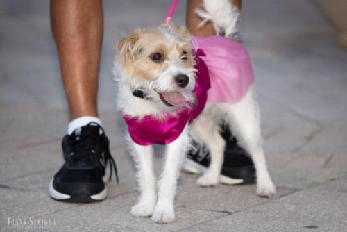 Canine Pet Parade 2023 37