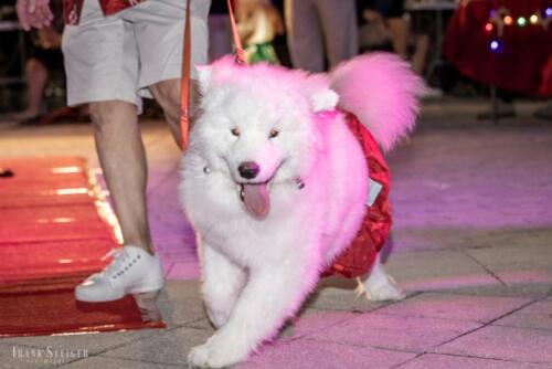 Canine Pet Parade 2023 96
