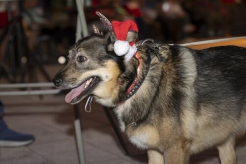 C.I.S. Canine Pet Parade 2024 101
