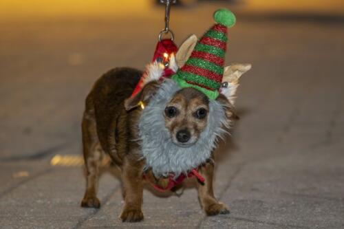 C.I.S. Canine Pet Parade 2024 104