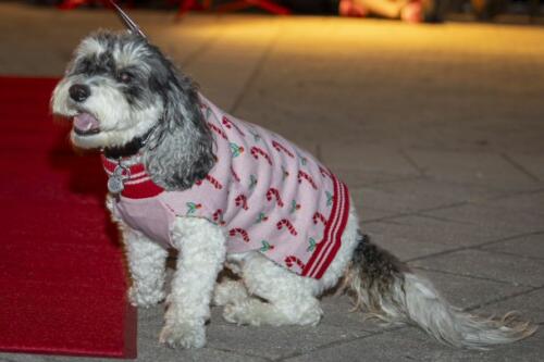 C.I.S. Canine Pet Parade 2024 116