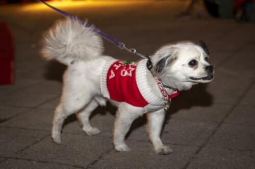 C.I.S. Canine Pet Parade 2024 129