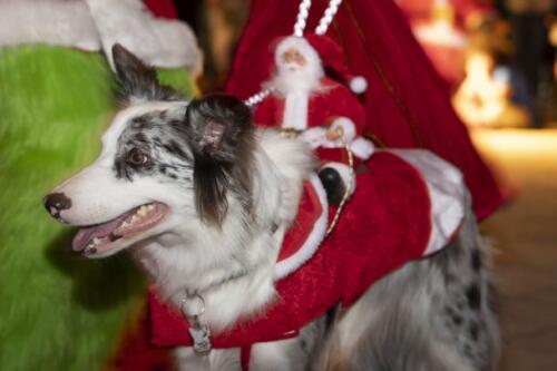 C.I.S. Canine Pet Parade 2024 147