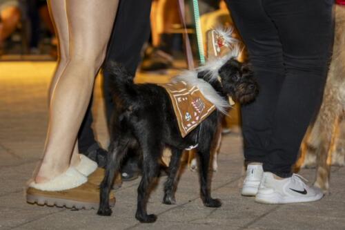 C.I.S. Canine Pet Parade 2024 152