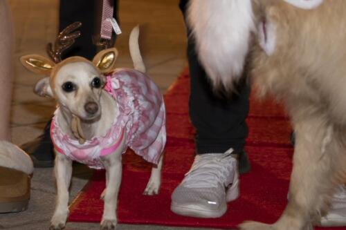 C.I.S. Canine Pet Parade 2024 154