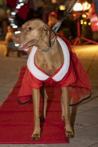 C.I.S. Canine Pet Parade 2024 159