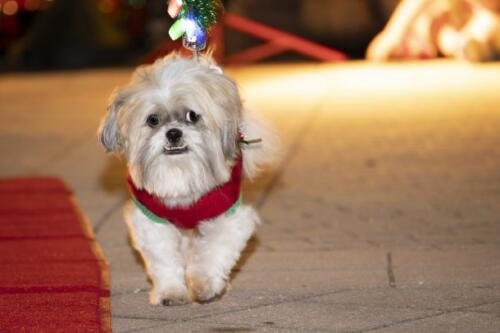 C.I.S. Canine Pet Parade 2024 167