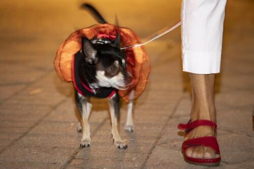 C.I.S. Canine Pet Parade 2024 169