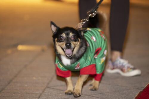 C.I.S. Canine Pet Parade 2024 173