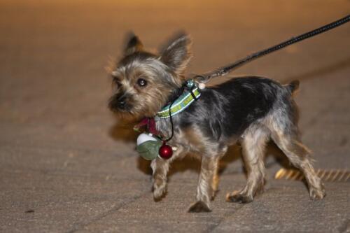 C.I.S. Canine Pet Parade 2024 178