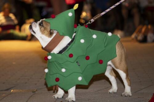 C.I.S. Canine Pet Parade 2024 181