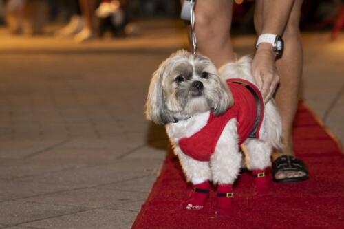 C.I.S. Canine Pet Parade 2024 202