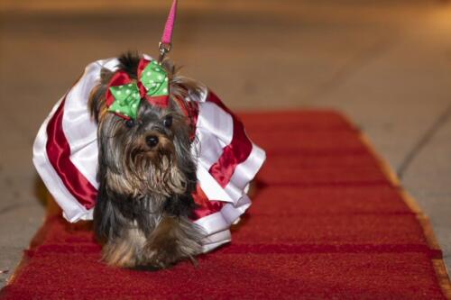 C.I.S. Canine Pet Parade 2024 204