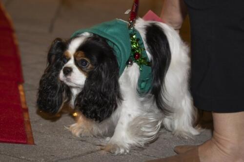 C.I.S. Canine Pet Parade 2024 207