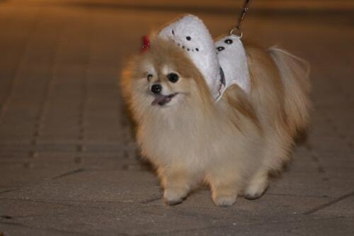 C.I.S. Canine Pet Parade 2024 210
