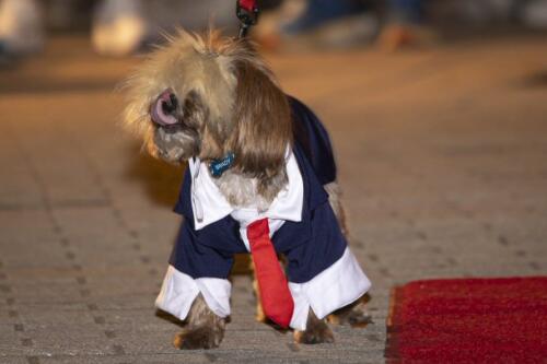 C.I.S. Canine Pet Parade 2024 213