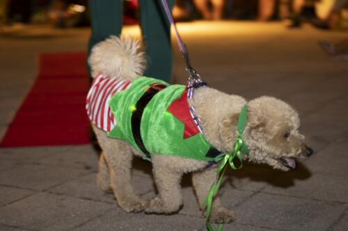 C.I.S. Canine Pet Parade 2024 225