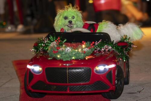 C.I.S. Canine Pet Parade 2024 256