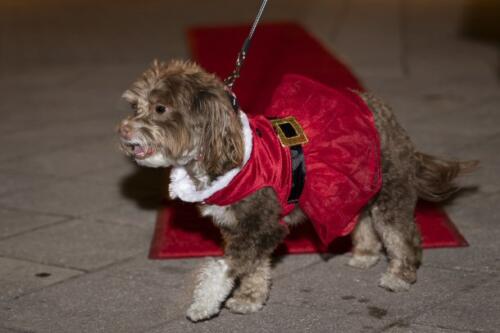 C.I.S. Canine Pet Parade 2024 272