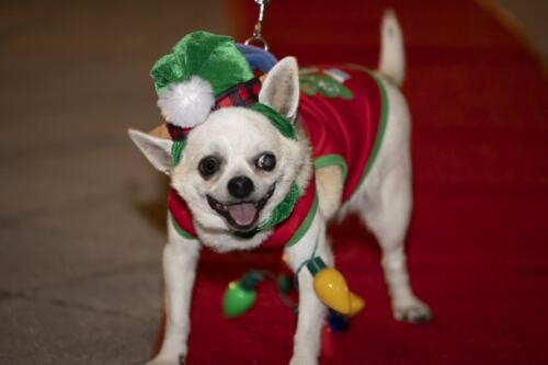 C.I.S. Canine Pet Parade 2024 287