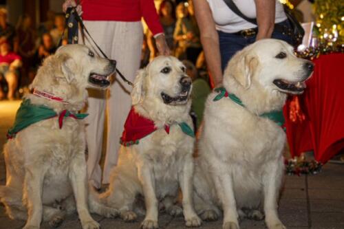 C.I.S. Canine Pet Parade 2024 305