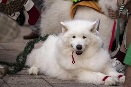 C.I.S. Canine Pet Parade 2024 36